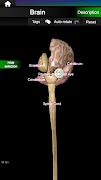 Internal Organs in 3D Anatomy скриншот 5