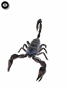 Insect 3D Reference syot layar 3