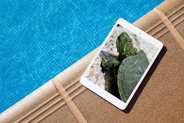 Turtle Wallpaper HD syot layar 7