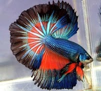 Betta Fish screenshot 2