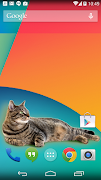 Poster Cat inside phone prank