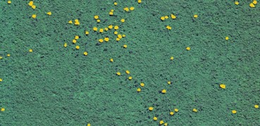 Mapa da Floresta capture d'écran 1