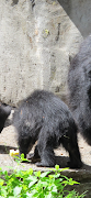 Sloth Bear 截图 2