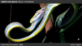 Snakes eGuide スクリーンショット 2