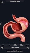 Digestive System screenshot 5