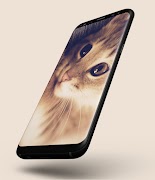 Cat Wallpapers ภาพหน้าจอ 5