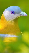 پوستر Bird Wallpapers