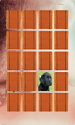 Dogs Matching ภาพหน้าจอ 1