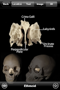 Skeletal Anatomy 3D screenshot 2