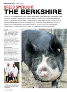 Practical Pigs اسکرین شاٹ 2