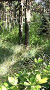 Forest screenshot 4