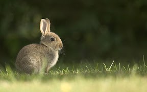 Lapin Fond Animé capture d'écran 6