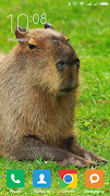 Capybara Wallpapers screenshot 1