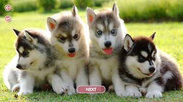 Meet animals: matching game! screenshot 3