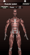 برنامه‌نما Muscular System 3D (anatomy) عکس از صفحه