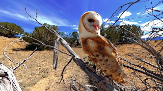 پوستر Virtual Reality Animals!