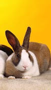 Rabbit Live Wallpaper ảnh chụp màn hình 4