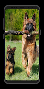German Shepherd Wallpaper-Live screenshot 7