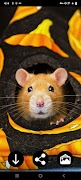 Hamster Wallpapers ảnh chụp màn hình 4