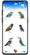 Bird sounds 스크린샷 4