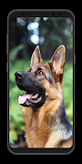 German Shepherd Wallpaper-Live screenshot 2