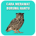 Cara Merawat Burung Hantu