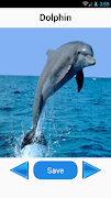Animal Sounds screenshot 4