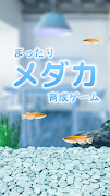 まったりメダカ育成ゲーム Ekran Görüntüsü 4