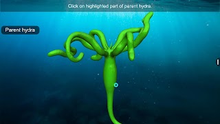 Budding in Hydra اسکرین شاٹ 4