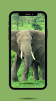 Elephant Ringtone poster