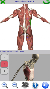 Visual Anatomy 2 screenshot 4