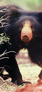 Sloth Bear ảnh chụp màn hình 7