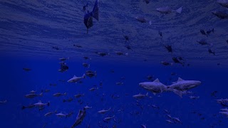 Be a Fish - VR Simulator plakat