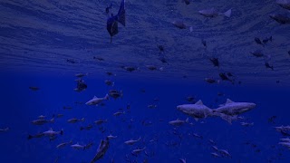 Be a Fish - VR Simulator 海报