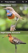 Птицы Беларуси 截圖 1