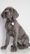 Great Dane Wallpapers screenshot 2