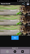 Racoon Sounds poster