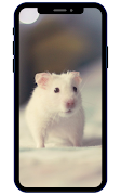 Hamster -Hintergrundbilder Screenshot 3