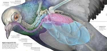 برنامه‌نما Encyclopedia Science! عکس از صفحه