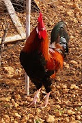 Rooster Crowing Ringtones poster