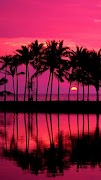 Palm Tree Wallpapers اسکرین شاٹ 1