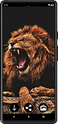 Lion Wallpapers screenshot 4