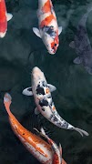 Magic touch: Koi Fish screenshot 4