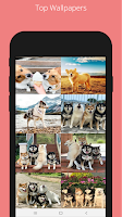 Dog and Puppies WallPapers screenshot 2