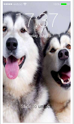 Husky Puppy HD PIN Lock Screen screenshot 7