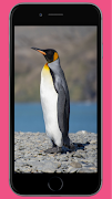 Penguin wallpaper syot layar 4