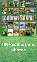 Animals sound 포스터