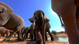 5 Schermata Virtual Reality Animals!