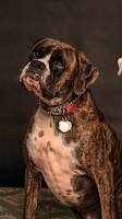 dog wallpapper скриншот 2