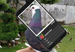 برنامه‌نما how to choose a pigeon عکس از صفحه